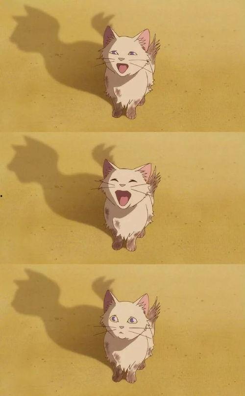 猫的报恩图片高清,高清画面见证感人瞬间