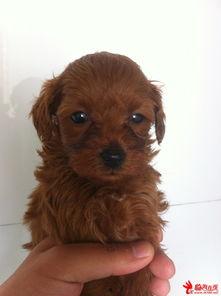 棕色泰迪生活照,镜头下的欢乐时光