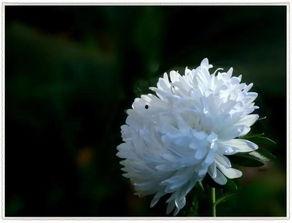 哀悼图片大全,图片大全中的深情凝视